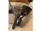 Adopt Jets: Jasper a Brindle Pit Bull Terrier / Mixed dog in Dallas