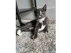 Adopt Goldie a Gray or Blue (Mostly) Domestic Shorthair / Mixed cat in