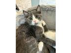 Adopt Clover a Gray or Blue (Mostly) Domestic Shorthair / Mixed cat in