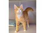Adopt Tansy a Orange or Red (Mostly) Domestic Shorthair / Mixed cat in
