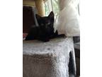 Adopt Taylor a Spotted Tabby/Leopard Spotted Domestic Shorthair / Mixed cat in