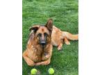 Adopt Dot a Brown/Chocolate - with Black German Shepherd Dog / Mixed dog in