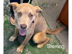 Adopt Sterling a Tan/Yellow/Fawn - with White Pit Bull Terrier / Husky dog in