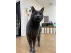 Adopt Westley a Gray or Blue Domestic Shorthair / Mixed (short coat) cat in Fort