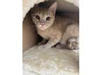 Adopt Whitney a Domestic Shorthair / Mixed (short coat) cat in Fort Collins