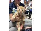 Adopt Phoenix a Orange or Red Tabby Domestic Shorthair / Mixed (short coat) cat