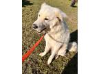 Adopt Lucky a White - with Gray or Silver Great Pyrenees dog in Ennis
