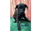 Adopt Judah ???? Available 6/8 a Black - with White Labrador Retriever dog in