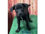 Adopt Riley ???? Available 6/8 a Black - with White Labrador Retriever dog in