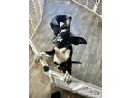 Adopt Lexi ???? Available 6/8 a Black - with White Labrador Retriever dog in