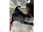 Adopt Rainie ???? Available 6/8 a Black - with White Labrador Retriever dog in