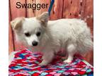 Adopt Swagger ???? Available 6/8 a White - with Tan, Yellow or Fawn Pomeranian /