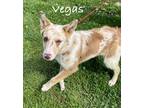 Adopt Vegas ???? Available 6/8 a Australian Shepherd dog in Irwin, PA (41551488)
