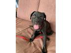 Adopt Emmy ???? Available 6/8 a Black - with White Labrador Retriever dog in