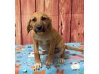 Adopt Wilbur ???? Available 6/8 a Tan/Yellow/Fawn - with White Hound (Unknown