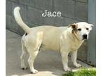 Adopt Jace ???? Available 6/8 a Tricolor (Tan/Brown & Black & White) Basset