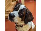 Adopt Bella a St. Bernard / Mixed dog in Accident, MD (41494943)
