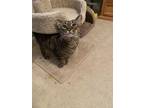 Adopt Little One a Brown Tabby Domestic Shorthair (short coat) cat in St.