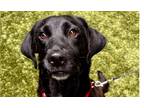 Adopt Eva a Black - with White Labrador Retriever dog in Atlanta, GA (41494939)