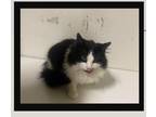 Adopt Kirby a Black & White or Tuxedo Domestic Mediumhair (long coat) cat in