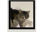 Adopt Mr. Foxy a Brown or Chocolate (Mostly) Domestic Shorthair (short coat) cat