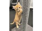 Adopt Dorito a Orange or Red Domestic Shorthair cat in Poplar Grove