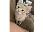 Adopt Krush McSnuggler a Orange or Red Domestic Shorthair cat in Poplar Grove