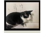 Adopt Mr. Moo a Black & White or Tuxedo Domestic Shorthair (short coat) cat in