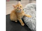 Adopt Cheeto a Orange or Red Domestic Shorthair cat in Poplar Grove
