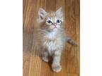Adopt Edgar a Orange or Red Domestic Shorthair (long coat) cat in Poplar Grove