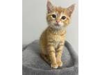 Adopt Frito a Orange or Red Domestic Shorthair cat in Poplar Grove