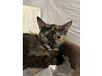 Adopt Reesie a Black (Mostly) Domestic Shorthair (short coat) cat in Fort