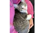Adopt Roman a Gray or Blue (Mostly) Domestic Shorthair / Mixed (short coat) cat