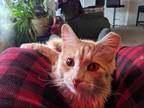 Adopt Buddy a Domestic Mediumhair / Mixed (long coat) cat in Fort Collins