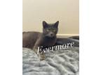 Adopt Evermore a Gray or Blue Domestic Shorthair / Mixed (short coat) cat in