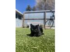 Adopt Little Petunia a All Black Domestic Shorthair / Mixed (short coat) cat in
