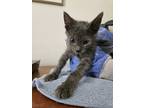Adopt Ash a Gray or Blue Domestic Shorthair / Mixed cat in Bossier City