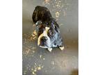 Adopt Sushi a Black Pit Bull Terrier / Mixed dog in Oak Bluffs, MA (41531393)
