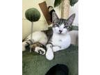 Adopt Harley a Domestic Shorthair / Mixed (short coat) cat in Bellingham