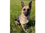 Adopt Ethel a Black - with Tan, Yellow or Fawn German Shepherd Dog dog in