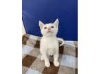 Adopt Timothy a Domestic Shorthair (short coat) cat in Tucson, AZ (41551379)