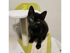 Adopt Anchovy a All Black Domestic Shorthair (short coat) cat in Tucson
