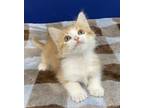 Adopt Georgia a Orange or Red Tabby Domestic Mediumhair (long coat) cat in