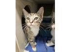 Adopt Lily Lu 5295 a Domestic Shorthair / Mixed cat in Dallas, TX (41531312)