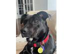Adopt Peanut a Black Mixed Breed (Medium) dog in New Albany, OH (41485384)
