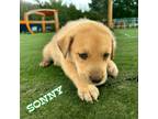 Adopt Sonny a Boxer / Siberian Husky dog in Suffolk, VA (41494861)