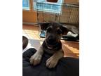 Adopt Putzie a Boxer / Siberian Husky dog in Suffolk, VA (41494860)