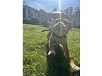 Adopt Rizzo a Boxer / Siberian Husky dog in Suffolk, VA (41494859)