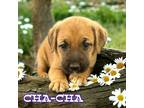 Adopt Cha-Cha a Boxer / Siberian Husky dog in Suffolk, VA (41494858)