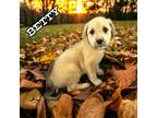 Adopt Betty a Boxer / Siberian Husky dog in Suffolk, VA (41494857)